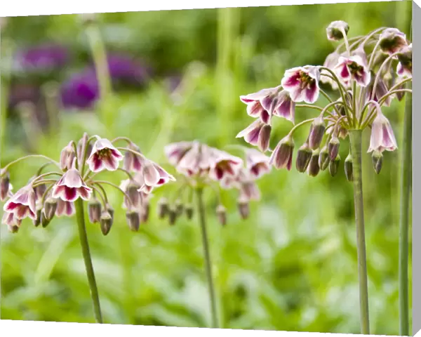 Nectaroscordum siculum, ornamental onion, flower heads in border, Kent UK, May credit