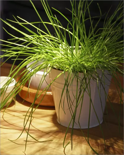 Brightly lit pot of chives on kitchen counter credit: Marie-Louise Avery  /  thePictureKitchen