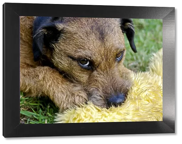 Small tan terrier dog {Lakeland  /  Border cross} with favourite soft toy on garden lawn