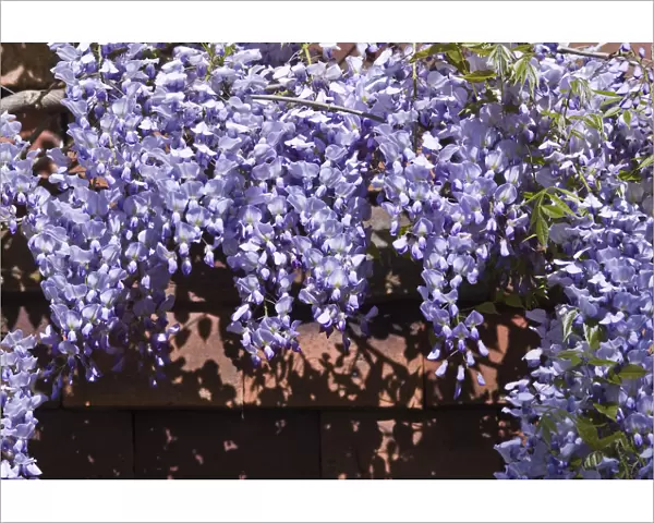 Wisteria on tiled wall of Kentish house UK credit: Marie-Louise Avery  /  thePictureKitchen