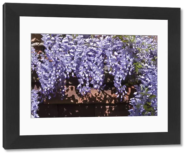Wisteria on tiled wall of Kentish house UK credit: Marie-Louise Avery  /  thePictureKitchen