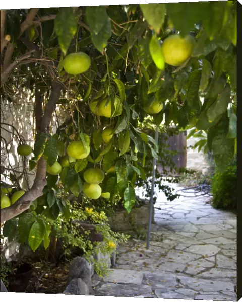 Grapefruits growing in courtyar of house in Psematismenos, Cyprus credit: Marie-Louise