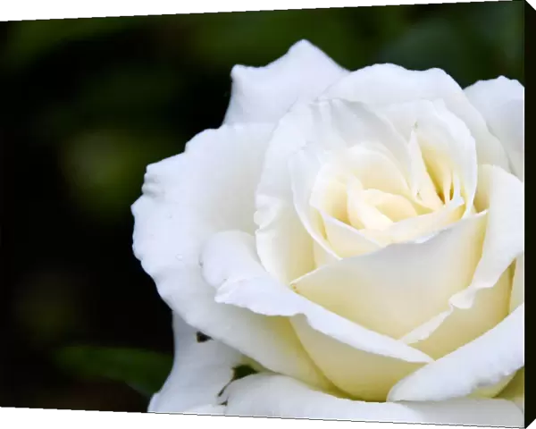 White iceberg full blown rose in garden setting. credit: Marie-Louise Avery  /  thePictureKitchen