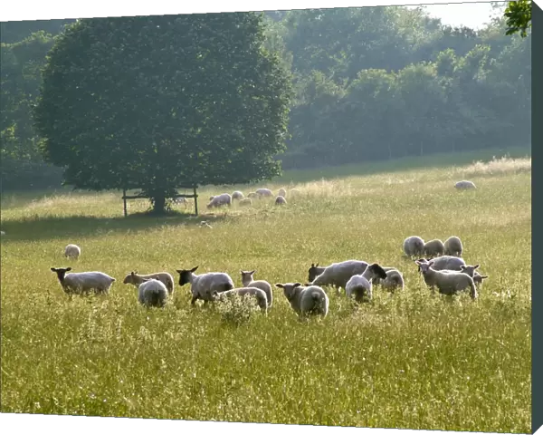 Recently shorn sheep in English pasture in high summer. credit: Marie-Louise Avery