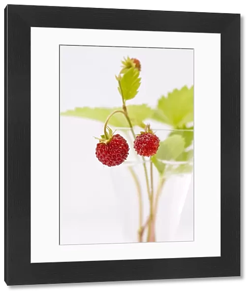 Sprigs of wild strawberries against white background credit: Marie-Louise Avery