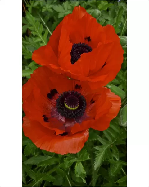 Two red poppies, against background of green leaves credit: Marie-Louise Avery