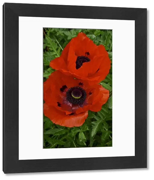 Two red poppies, against background of green leaves credit: Marie-Louise Avery
