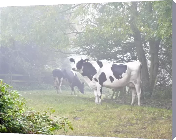 Holstein black and white heffers in wooded countryside on a misty autumn morning in Kent