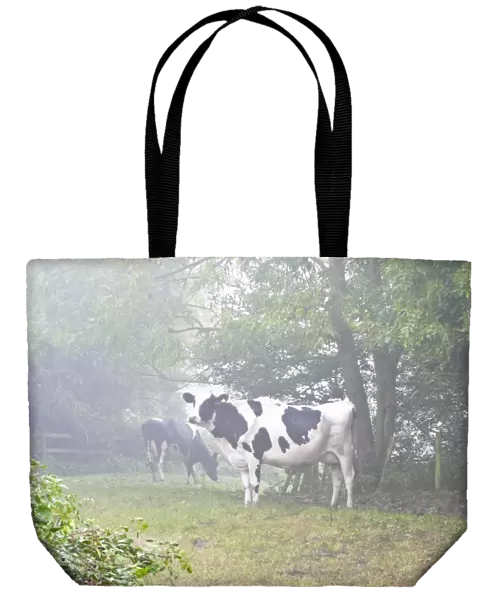 Holstein black and white heffers in wooded countryside on a misty autumn morning in Kent