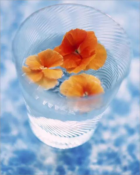 Orange coloured pansy heads floating in water in fine glass tumbler on mottled bue