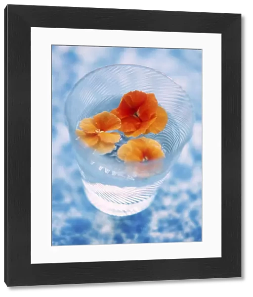 Orange coloured pansy heads floating in water in fine glass tumbler on mottled bue