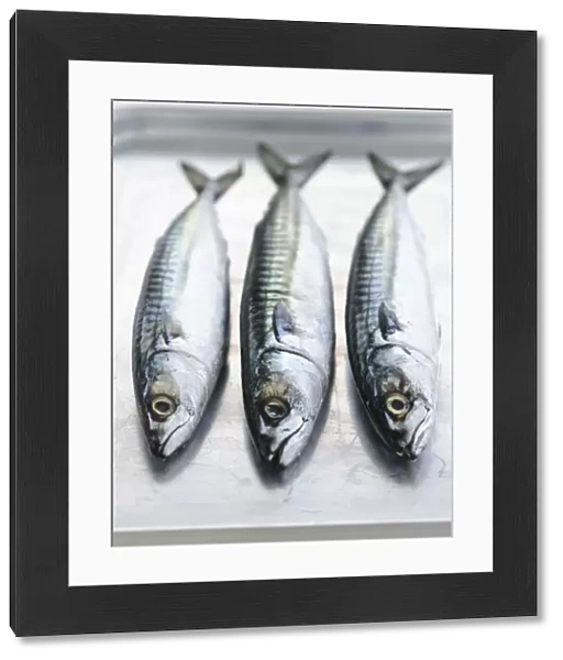 Three whole raw fresh mackerel credit: Marie-Louise Avery  /  thePictureKitchen  /  TopFoto