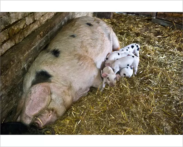 Betty the Gloucester Old Spot sow with her eight new piglets, four and a half days old