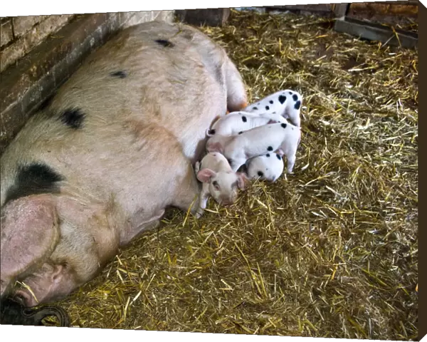 Betty the Gloucester Old Spot sow with her eight new piglets, four and a half days old