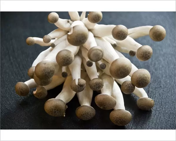 Exotic cultivated mushrooms - Brown Clamshell credit: Marie-Louise Avery  /  thePictureKitchen
