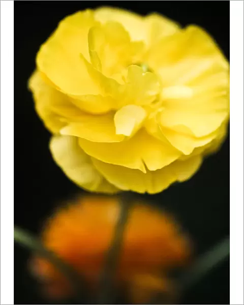 Yellow ranunculus flower against dark background credit: Marie-Louise Avery  /  thePictureKitchen