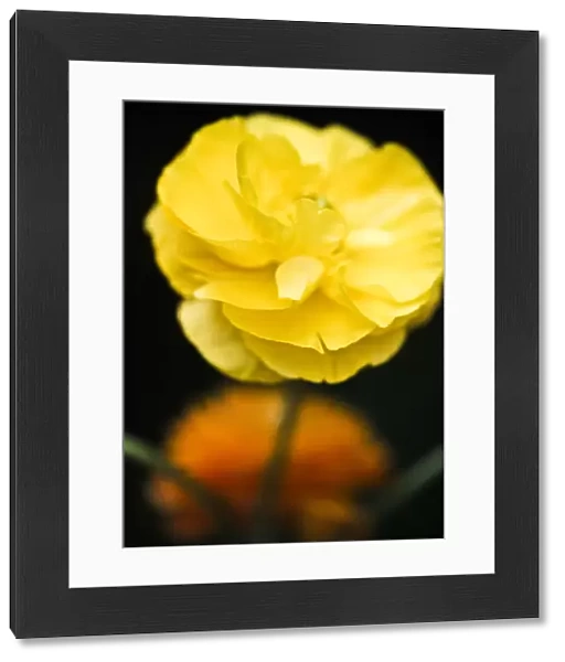Yellow ranunculus flower against dark background credit: Marie-Louise Avery  /  thePictureKitchen