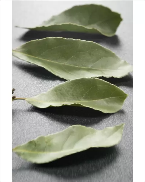 Bay leaves on a dark plastic surface. Bay leaf (Greek Daphni, Romanian Foi de Dafin)