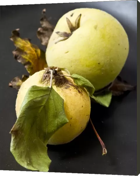 Two quinces on black plate. credit: Marie-Louise Avery  /  thePictureKitchen  /  TopFoto