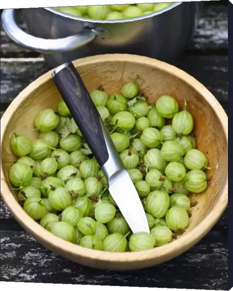Preparing fresh homegrown gooseberries for cooking credit: Marie-Louise Avery  / 