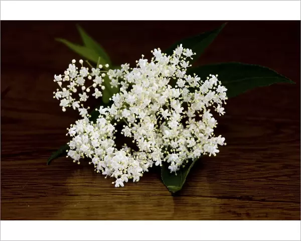 Elderflower bloom credit: Marie-Louise Avery  /  thePictureKitchen  /  TopFoto