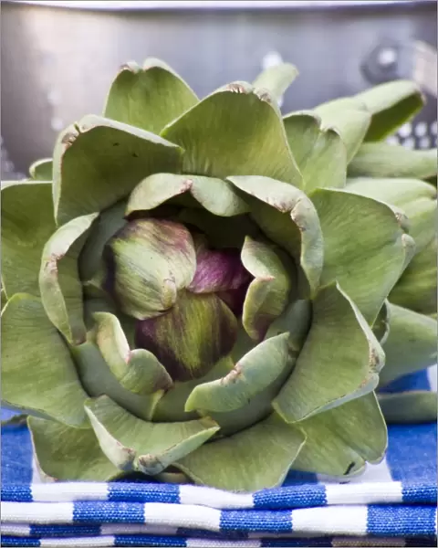 Freshly picked globe artichokes, with metal colander. credit: Marie-Louise Avery