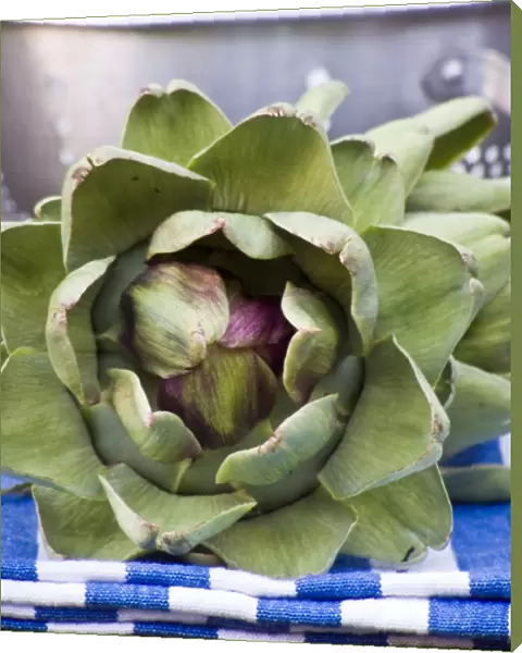 Freshly picked globe artichokes, with metal colander. credit: Marie-Louise Avery