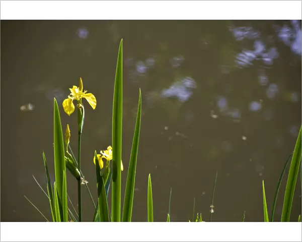 Yellow flag irises at pond margin with reflections of trees credit: Marie-Louise