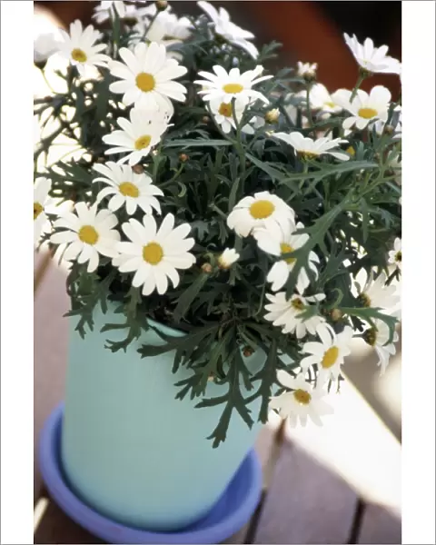 Marguerite daisies growing in clay pot painted in blue and turqoise outdoors on decking