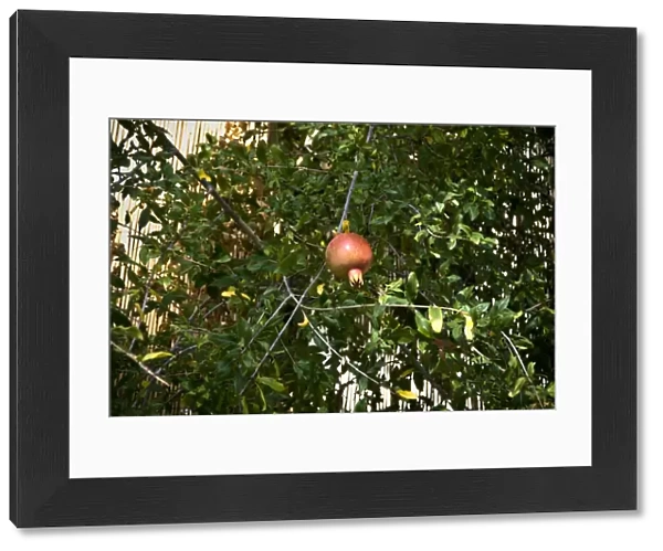 Pomegranate hanging in tree in southern Cyprus credit: Marie-Louise Avery  /  thePictureKitchen