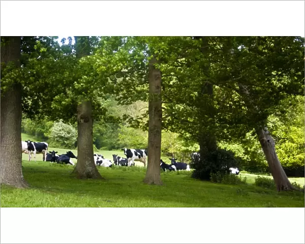 Holstein cows grazing on hilly field on organic farm in the weald of Kent UK credit
