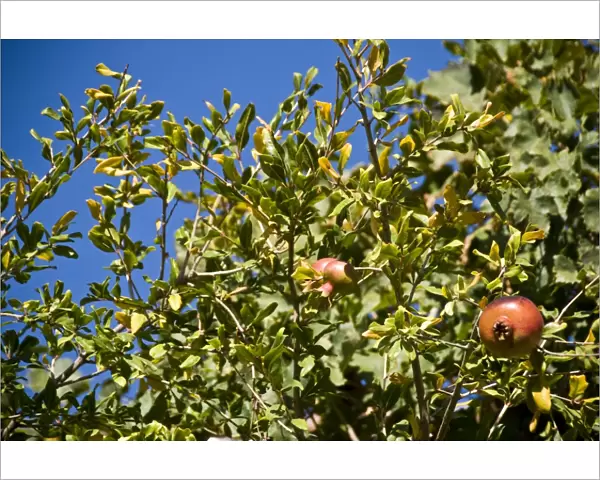 Pomegranates growing in trees in southern Cyprus, against bright blue sky credit