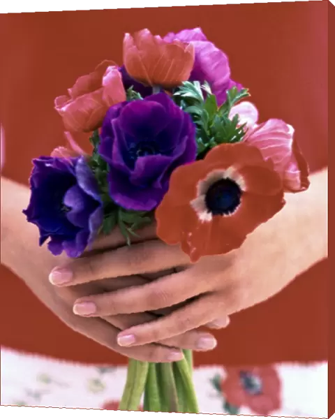 Posy of red, pink and mauve anemones held in hands credit: Marie-Louise Avery  / 