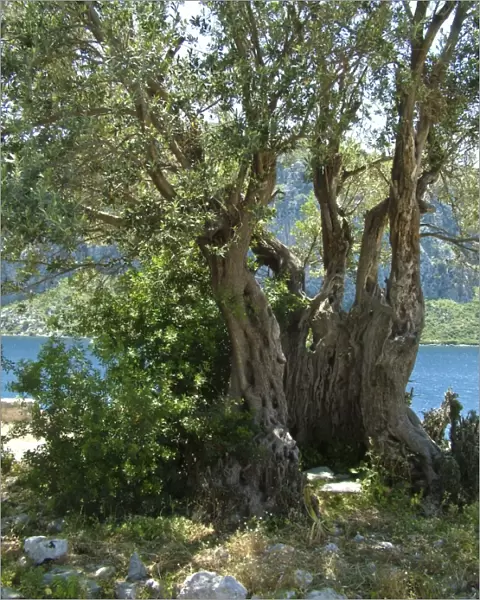 Ancient olive tree, on tiny island off southern Turkish coast. credit: Marie-Louise