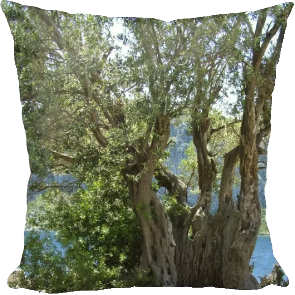 Ancient olive tree, on tiny island off southern Turkish coast. credit: Marie-Louise