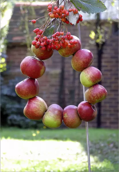 Harvest wreath of red apples strung on wire into a circle and decorated with bunches