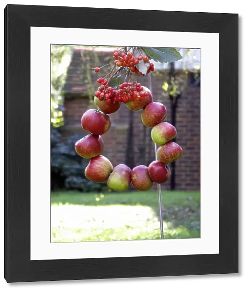 Harvest wreath of red apples strung on wire into a circle and decorated with bunches