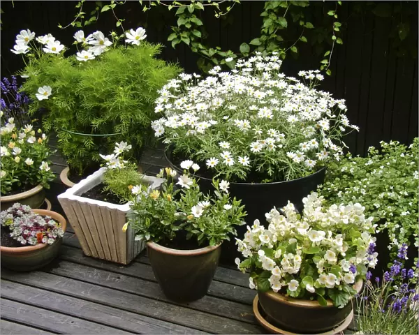 Collection of mostly white container plants on deck in high summer credit: Marie-Louise
