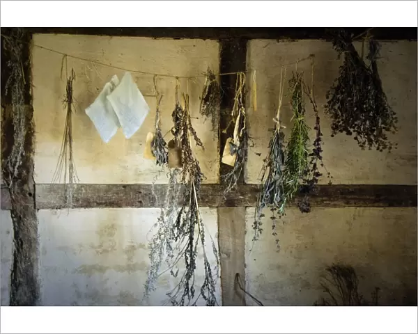 Bunches of fresh herbs hanging in the interior of fifteenth century cottage at Singleton