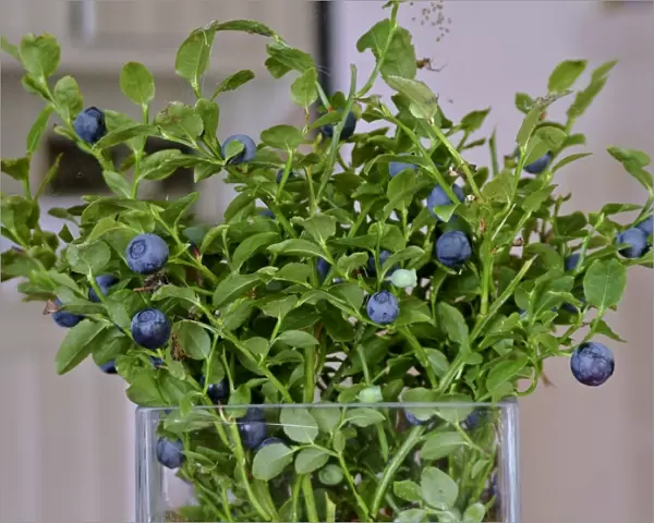 Blueberries on their stems picked as a bouquet in glass vase in Swedish interior credit