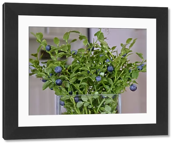 Blueberries on their stems picked as a bouquet in glass vase in Swedish interior credit