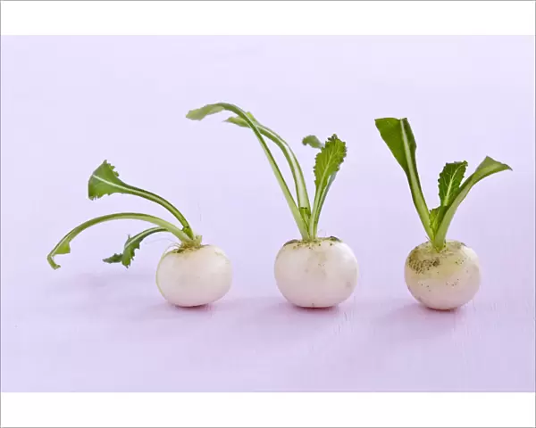 Three little baby turnips on pink surface credit: Marie-Louise Avery  /  thePictureKitchen