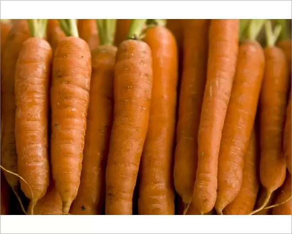 Close up of carrots lined up. credit: Marie-Louise Avery  /  thePictureKitchen  /  TopFoto