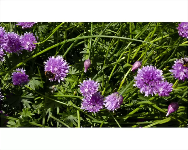 Chive flowers growing in garden with bees. credit: Marie-Louise Avery  /  thePictureKitchen