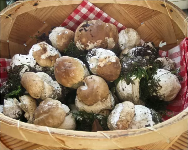 Basket of freshly picked young penny bun mushrooms before cleaning credit: Marie-Louise