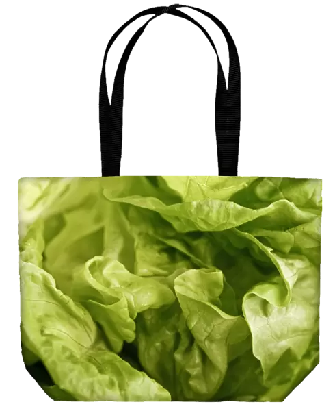 Close up of whole butter lettuce credit: Marie-Louise Avery  /  thePictureKitchen