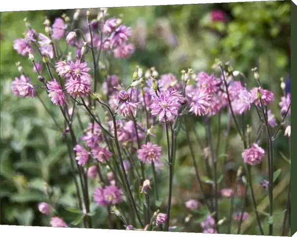 Aquilegia vulgaris (columbine) close-up of pink flowers in mixed border, Kent UK
