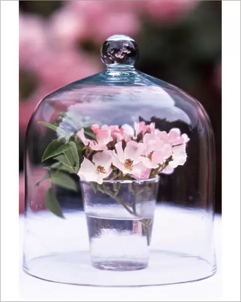 Glass of pink single petalled dog roses displayed under glass dome credit: Marie-Louise