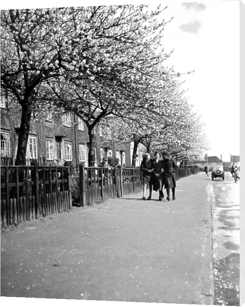 Three young gilrs walk arm-in-arm down a road lined with trees in full blossom in