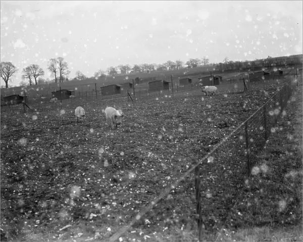 Pigs out in the field at Tripes pig farm, Orpington, Kent. 1936
